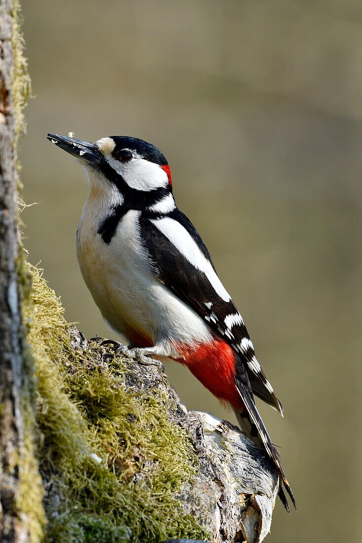 France, Doubs, bird, Great Spotted Woodpecker (Dendrocopos major) male on a trunk\n