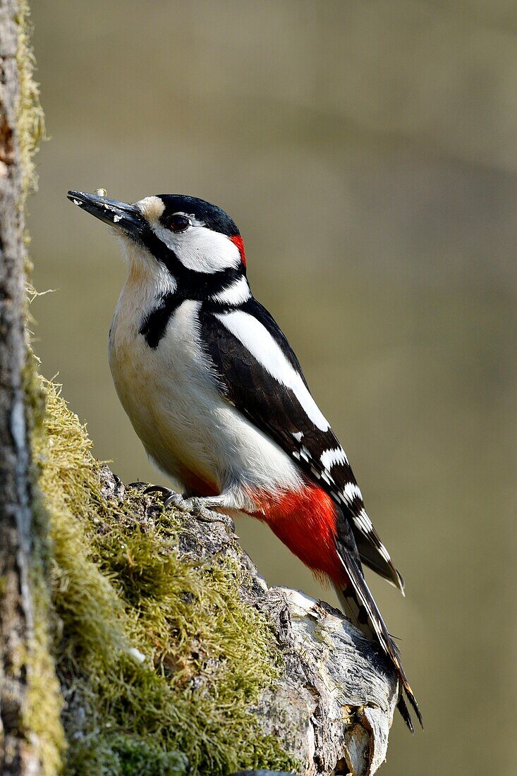 Frankreich, Doubs, Vogel, Buntspecht (Dendrocopos major), Männchen auf einem Baumstamm