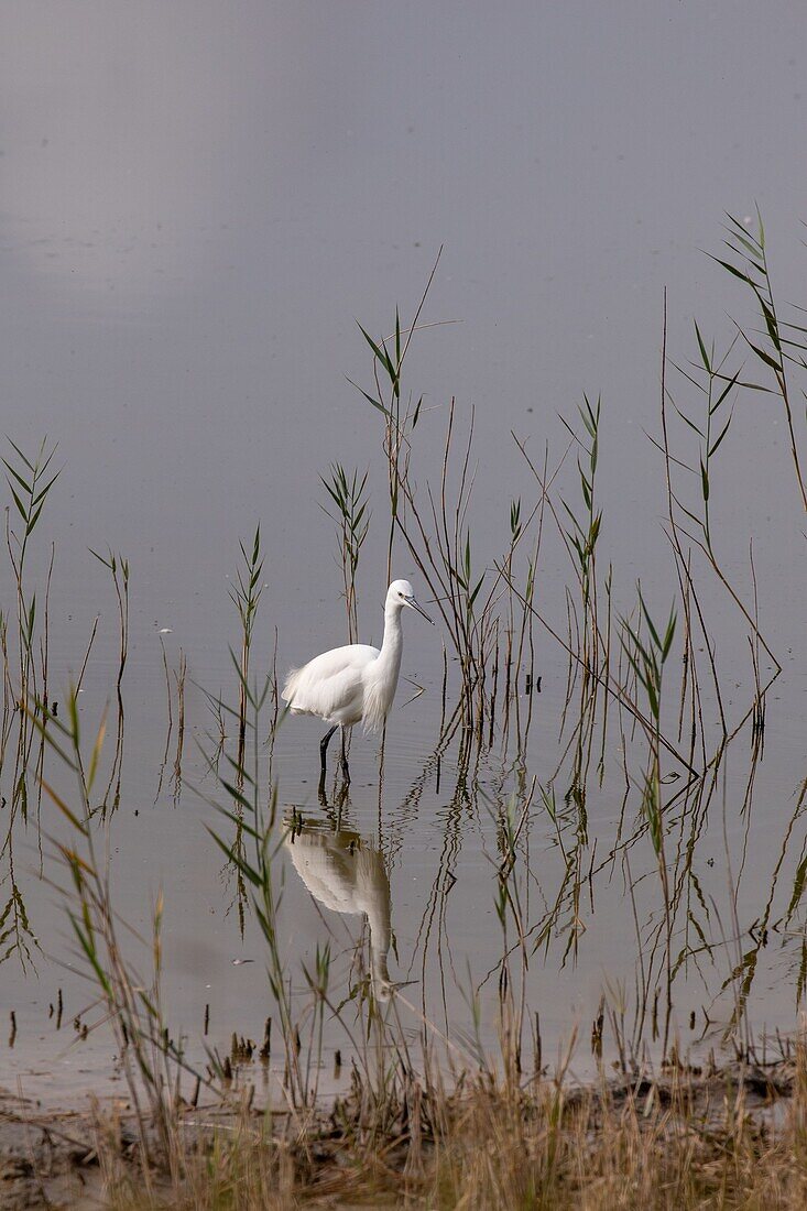 France, Somme, Baie de Somme, Saint Quentin en Tourmont, Natural Reserve of the Baie de Somme, Ornithological Park of Marquenterre, great egret\n