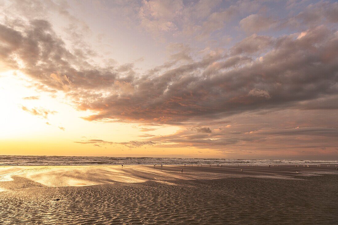 Frankreich, Somme, Quend-Plage, Der Strand von Quend-Plage am Ende des Tages, während der Himmel vom Sonnenuntergang gefärbt ist und die Möwen bei Flut ihre Nahrung im Meer suchen