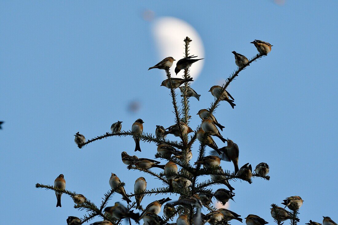France, Doubs, Swiss border, bird, Chaffinch (Fringilla montifringilla) gathering in dormitory for the night, moon in the background\n