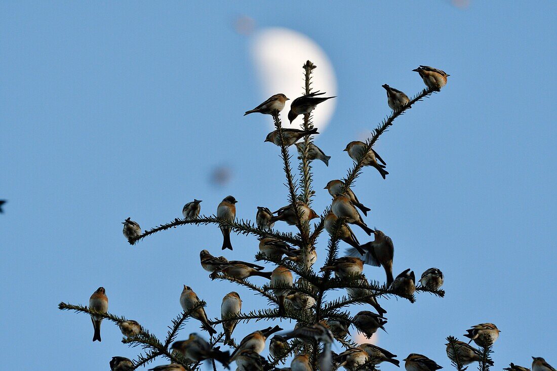 Frankreich, Doubs, Schweizer Grenze, Vogel, Buchfink (Fringilla montifringilla), der sich im Schlafsaal für die Nacht versammelt, Mond im Hintergrund