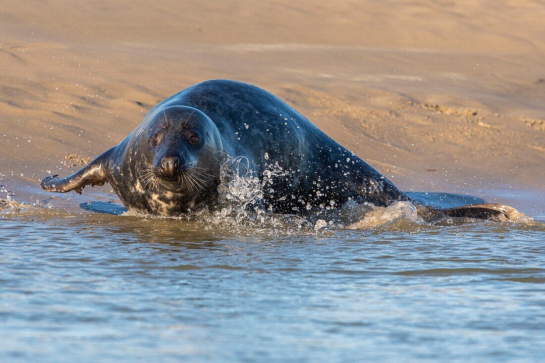 Frankreich, Pas de Calais, Opalküste, Berck sur Mer, Kegelrobbe (Halichoerus grypus), Robben sind heute eine der Haupttouristenattraktionen in der Somme-Bucht und an der Opalküste