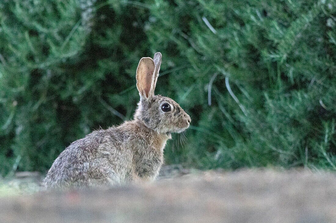 France, Alsace, European rabbit or Coney (Oryctolagus cuniculus), evening\n