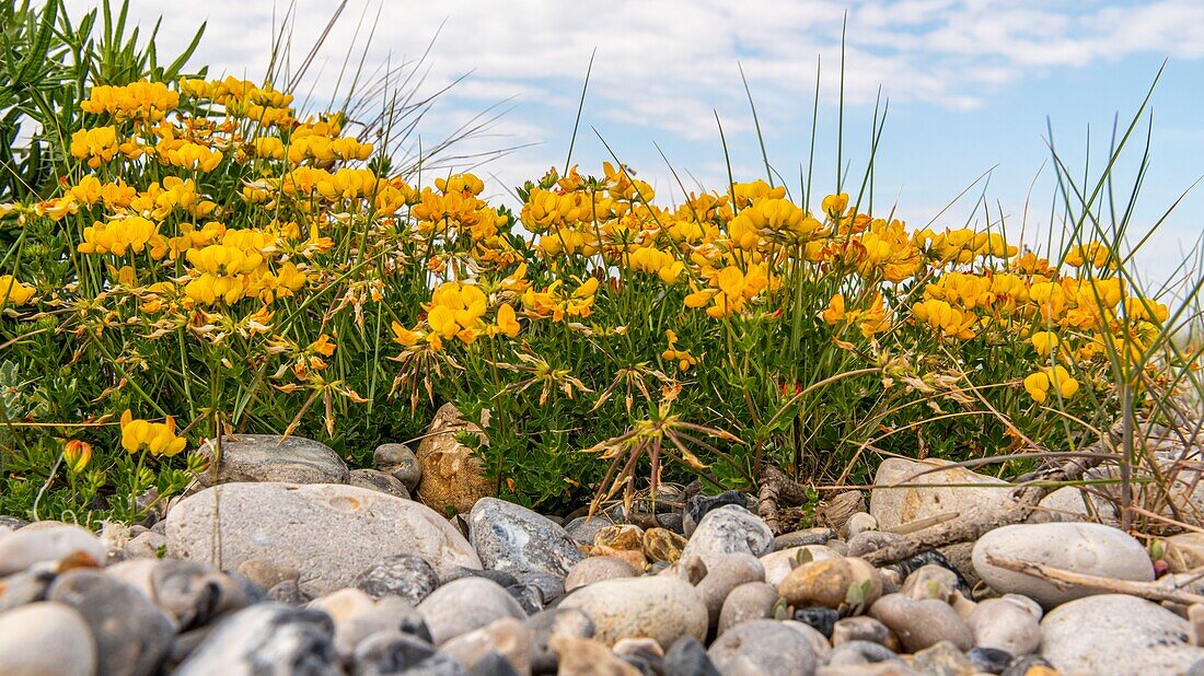 Frankreich, Somme, Baie de Somme, Cayeux sur Mer, Der Hable d'Ault, Vogelfußblume (Lotus)