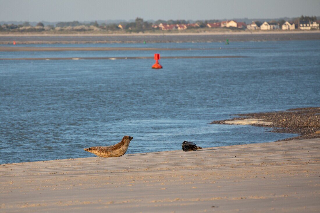France, Somme, Bay of the Somme, The hourdel, common seals in the channel of the Somme\n