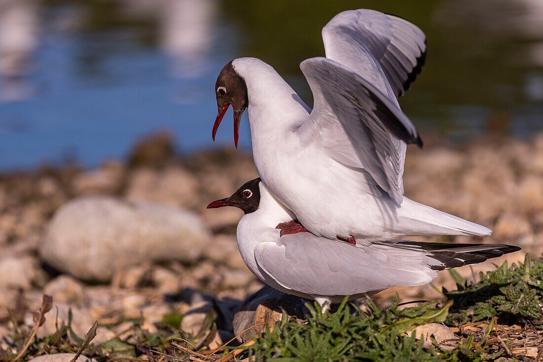 France, Somme, Baie de Somme, Le Crotoy, The marsh of Crotoy welcomes each year a colony of Black-headed Gull (Chroicocephalus ridibundus - Black-headed Gull) which come to nest and reproduce on islands in the middle of the ponds, the couplings are regular\n