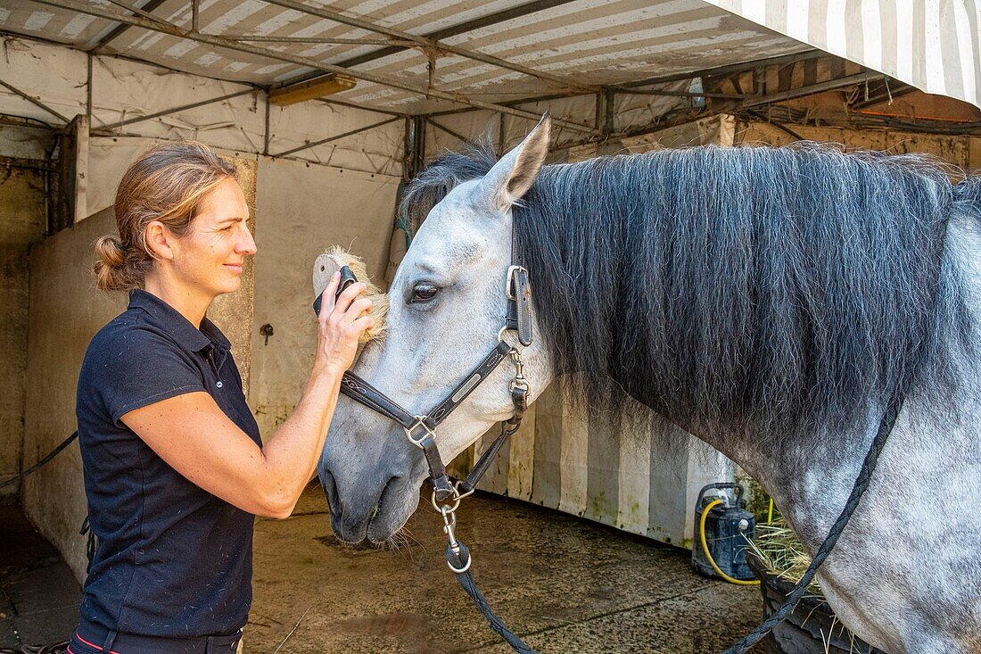 France, Oise, Chantilly, Chantilly Castle, the Great Stables, horsewoman cleaning her horse after training\n