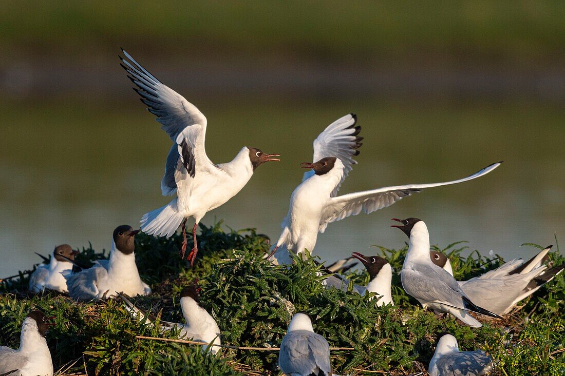 France, Somme, Bay of the Somme, Crotoy Marsh, Le Crotoy, every year a colony of black-headed gulls (Chroicocephalus ridibundus) settles on the islets of the Crotoy marsh to nest and reproduce , conflicts are then frequent\n