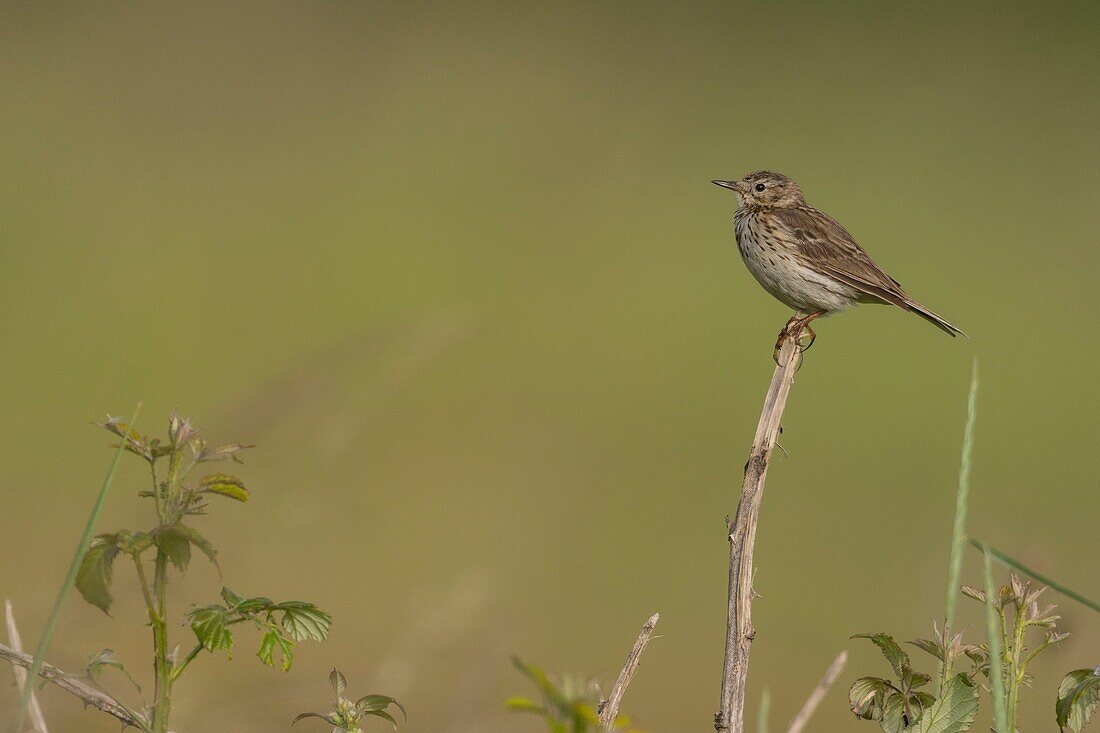 France, Somme, Baie de Somme, Cayeux sur Mer, The Hable d'Ault, Meadow Pipit (Anthus pratensis)\n