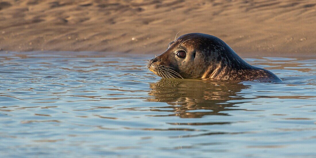 France, Pas de Calais, Opal Coast, Berck sur Mer, common seal (Phoca vitulina), seals are today one of the main tourist attractions of the Somme Bay and the Opal Coast\n