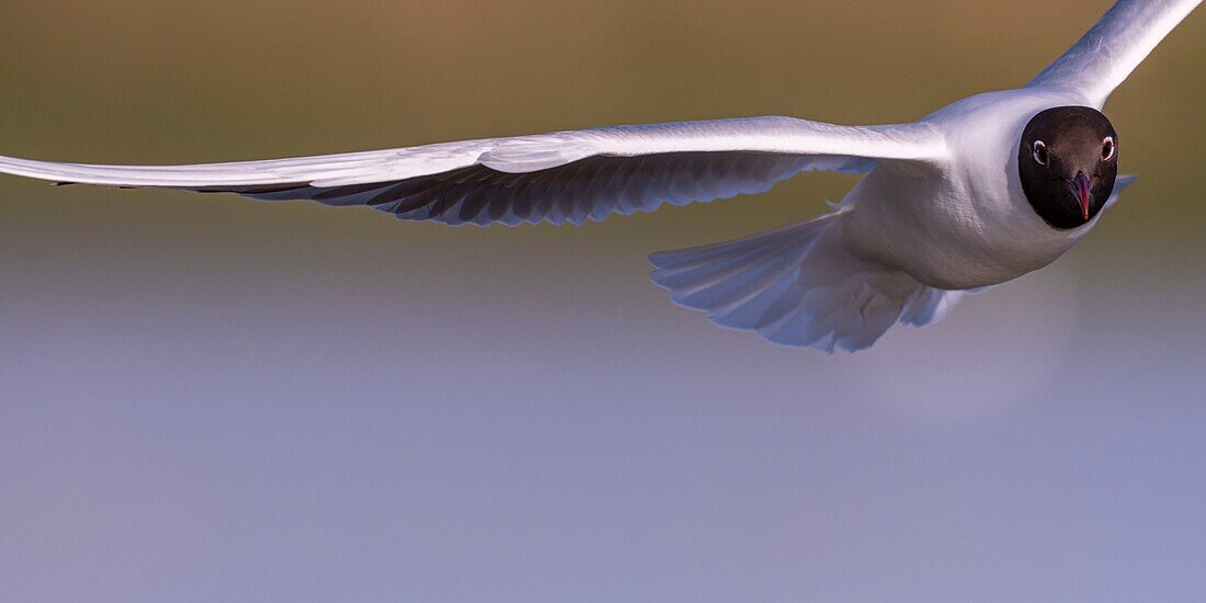 Frankreich, Somme, Baie de Somme, Le Crotoy, Der Sumpf von Crotoy beherbergt jedes Jahr eine Kolonie von Lachmöwen (Chroicocephalus ridibundus), die auf den Inseln in der Mitte der Teiche nisten und sich fortpflanzen