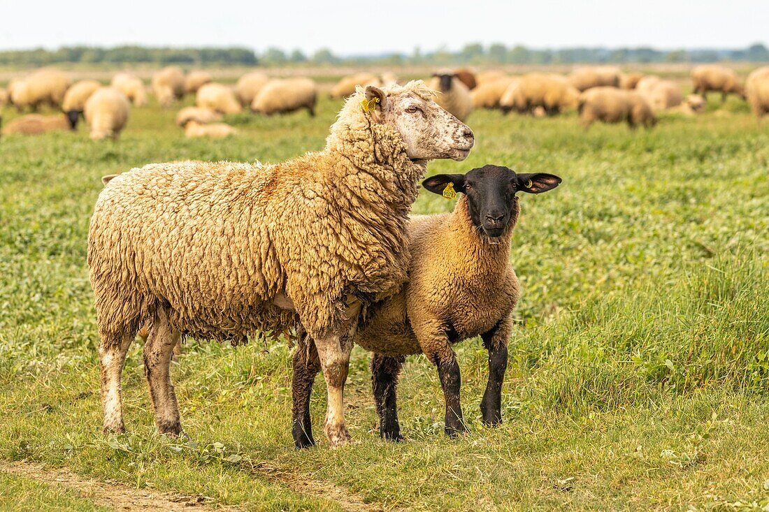 "France, Somme, Somme Bay, Saint Valery sur Somme, Cape Hornu, Sheeps in salted meadows facing Le Crotoy; foreshore sheep are a Controlled Origin Appellation (COA) with the obligation to graze halophilic plants several months of the year"\n