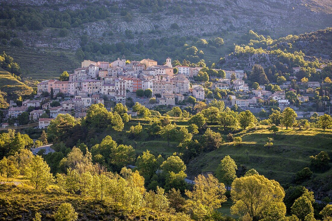 France, Alpes Maritimes, Parc Naturel Regional des Prealpes d'Azur, Cheiron monuntain, Coursegoules\n