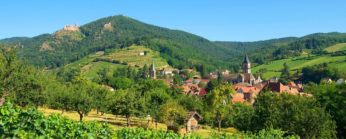 France, Haut Rhin, the Alsace Wine Route, Ribeauville and it's wineyard, Saint Ulrich Castle and Girsberg Castle\n