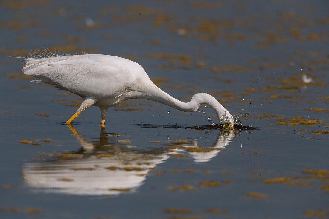 France, Somme, Somme Bay, Le Crotoy, Crotoy Marsh, Great Egret (Ardea alba) fishing in the pond\n