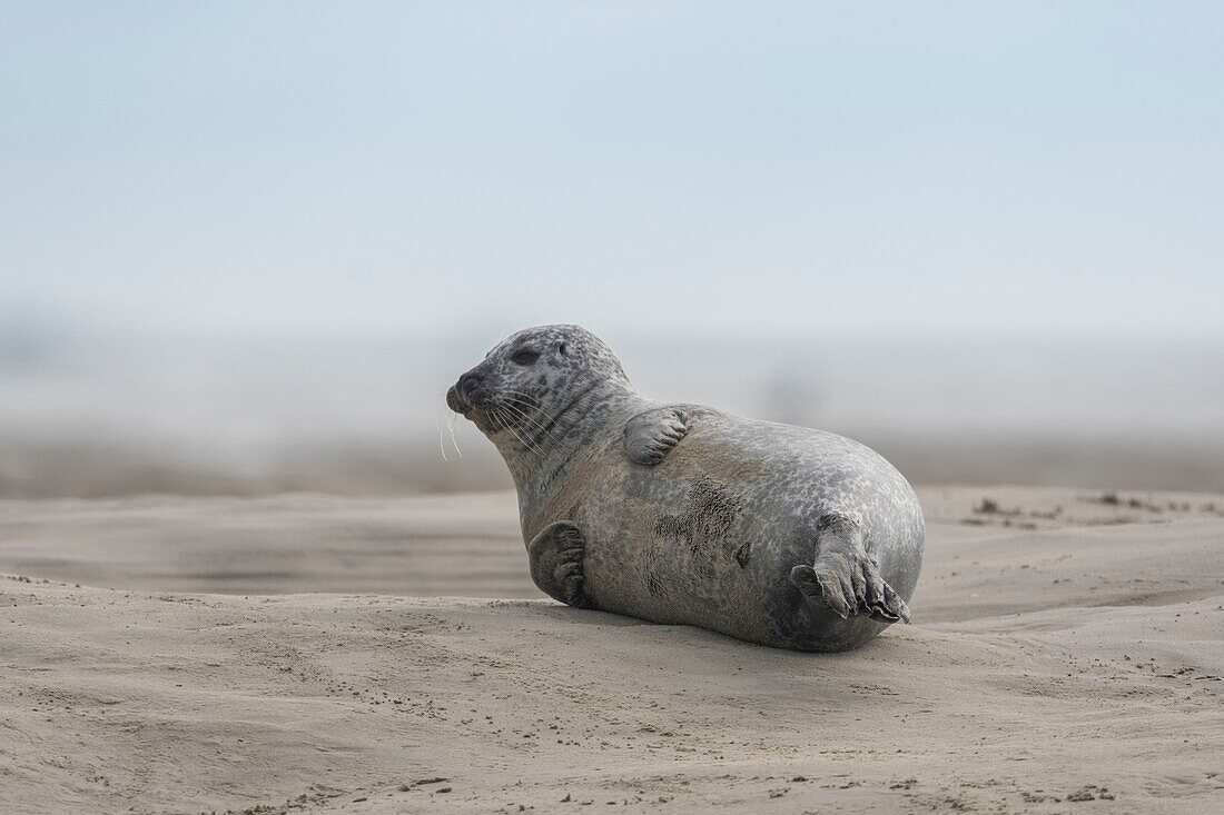 France, Pas de Calais, Authie Bay, Berck sur Mer, common seal (Phoca vitulina), at low tide the seals rest on the sandbanks from where they are chased by the rising tide\n