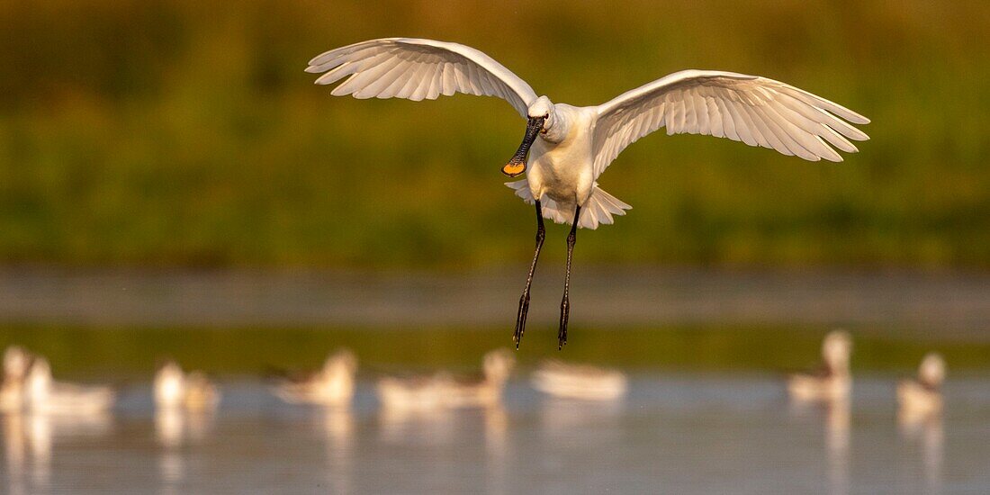 Frankreich, Somme, Somme-Bucht, Le Crotoy, Crotoy-Sumpf, Ansammlung von Löfflern (Platalea leucorodia Eurasian Spoonbill), die in einer Gruppe zum Fischen in den Teich kommen