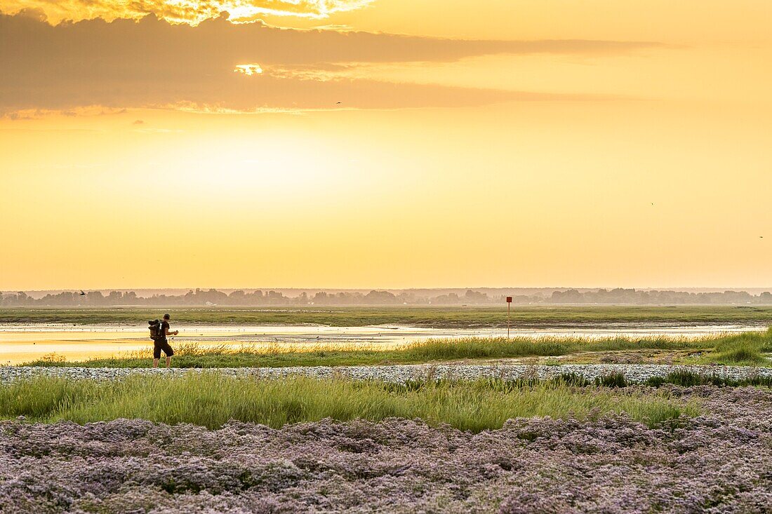 France, Somme, Somme Bay, Saint Valery sur Somme, Cape Hornu, Carpet of wild statetrics in the salted meadows at dawn, only a few hikers enjoy the coolest hours for walk\n