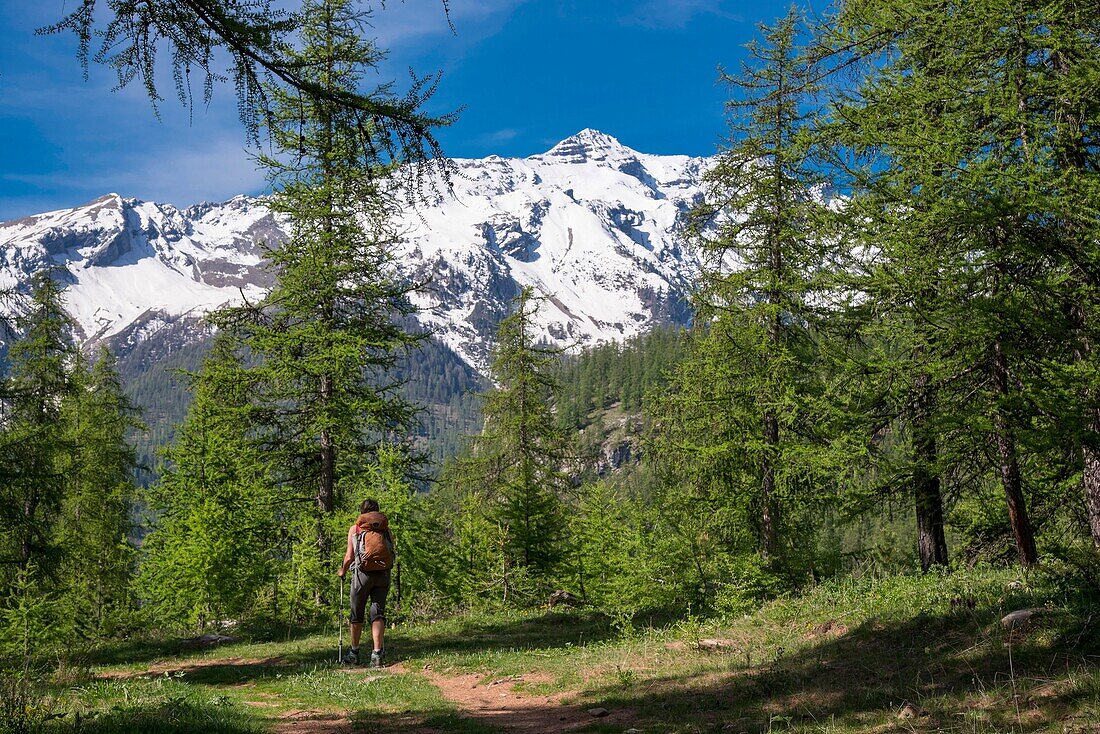 France, Hautes Alpes, massif of Oisans, national park of the Ecrins, Vallouise, hike towards the point of the Heads, hiker in a forest of melezes and head of Dormillouse\n