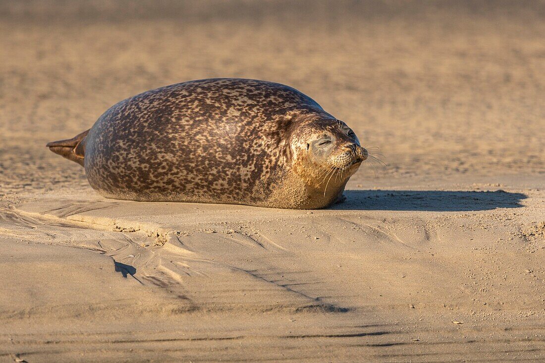 France, Pas de Calais, Opal Coast, Berck sur Mer, grey seal (Halichoerus grypus), seals are today one of the main tourist attractions of the Somme Bay and the Opal Coast\n