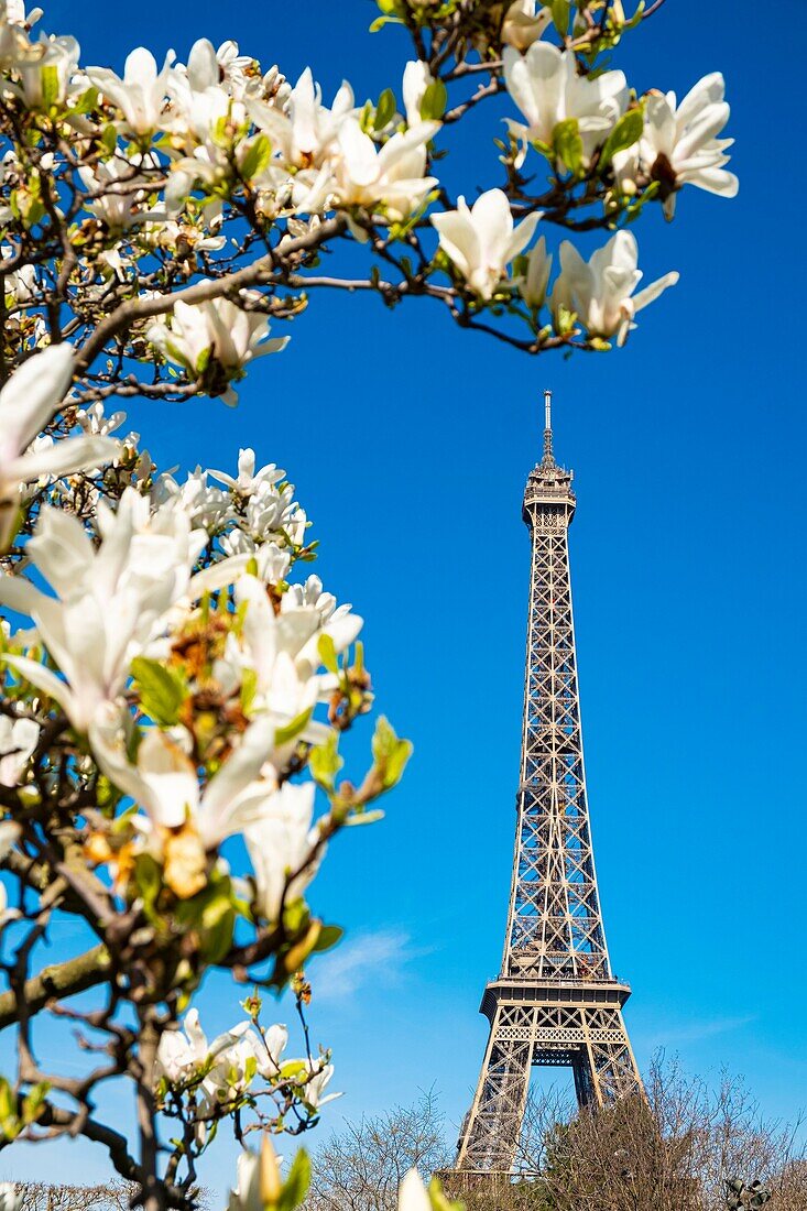 Frankreich, Paris, von der UNESCO zum Weltkulturerbe erklärt, der Champ de Mars und der Eiffelturm im Frühling
