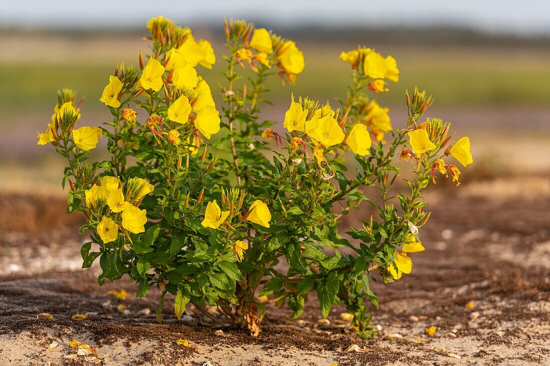 Frankreich, Somme, Somme-Bucht, Naturschutzgebiet der Somme-Bucht, Le Crotoy, Strände der Maye, Zweijährige Nachtkerze (Oenothera biennis)