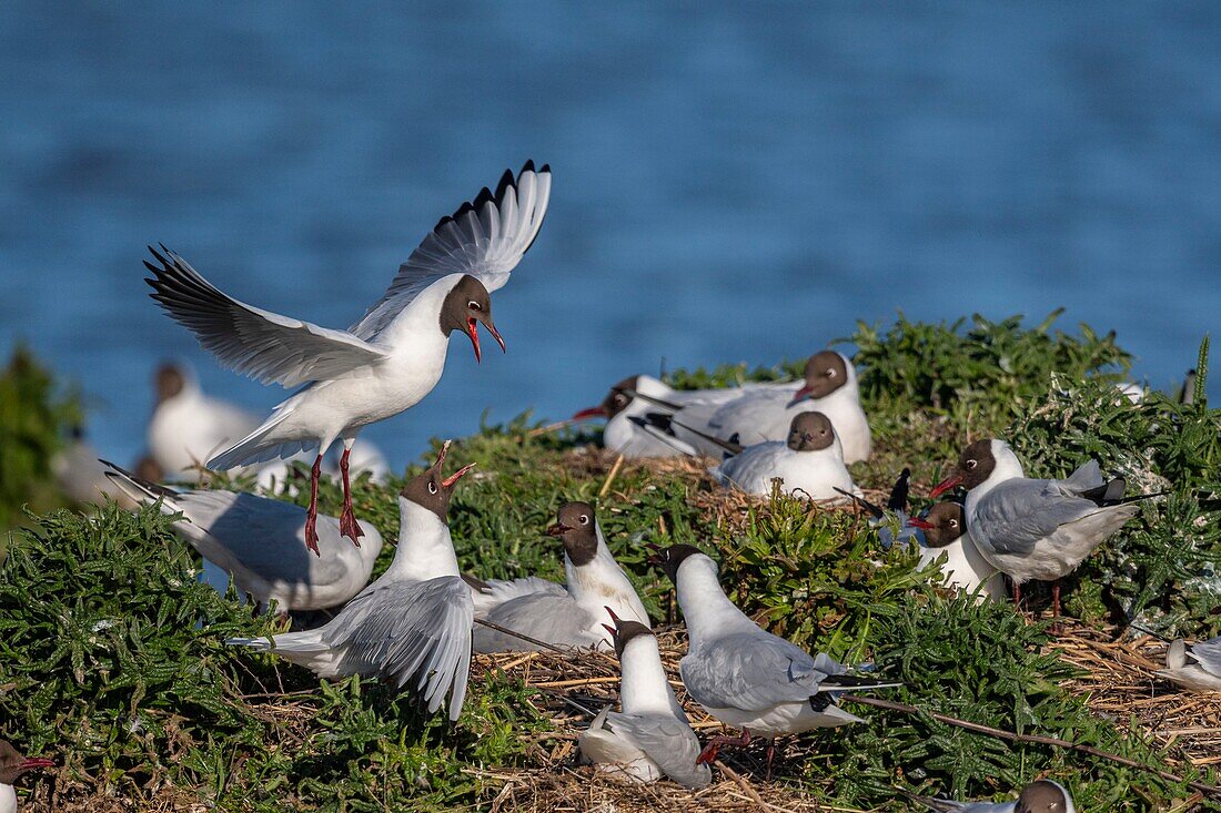 France, Somme, Baie de Somme, Le Crotoy, The Marsh du Crotoy welcomes each year a colony of Black-headed Gull (Chroicocephalus ridibundus), which come to nest and reproduce on islands in the middle of the ponds\n