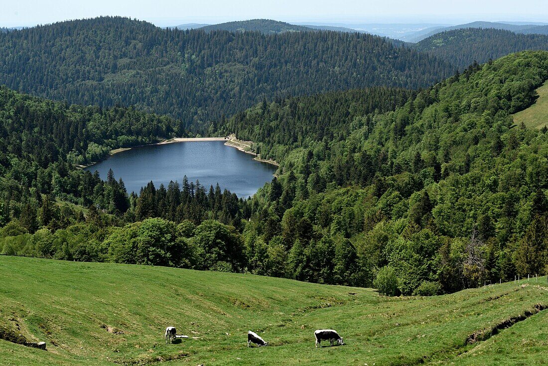 France, Vosges, Hautes Vosges, to Le Hohneck, Route des Cretes, pastures, Vosges cows, lake la Lande\n