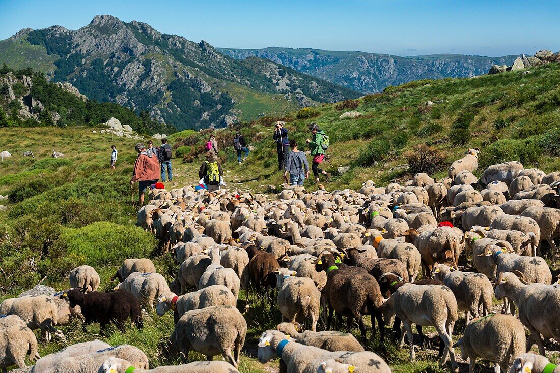 Frankreich, Ardeche, parc naturel régional des Monts d'Ardeche (Regionales Naturschutzgebiet der Berge der Ardeche), La Souche, Wanderschäferei auf dem Tanargue-Massiv, Blick auf den Rocher d'Abraham