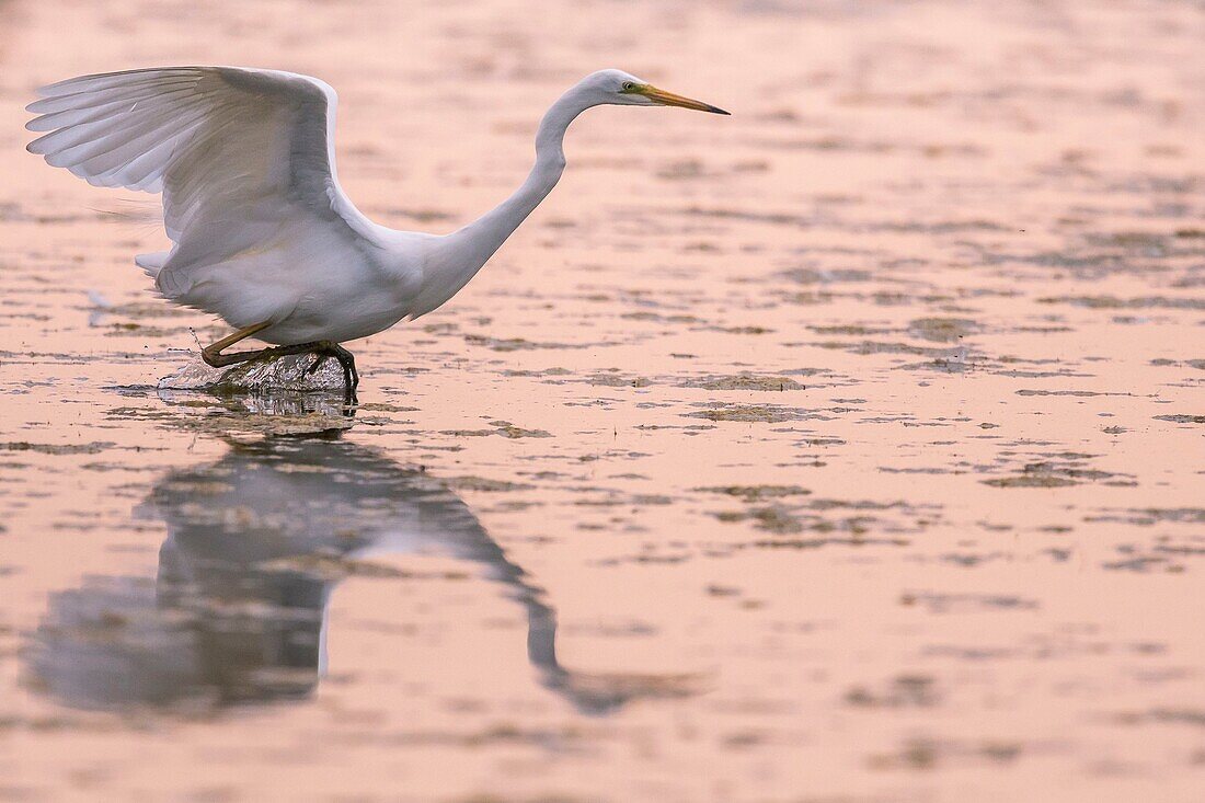 France, Somme, Somme Bay, Le Crotoy, Crotoy Marsh, Great Egret (Ardea alba) fishing in the pond\n