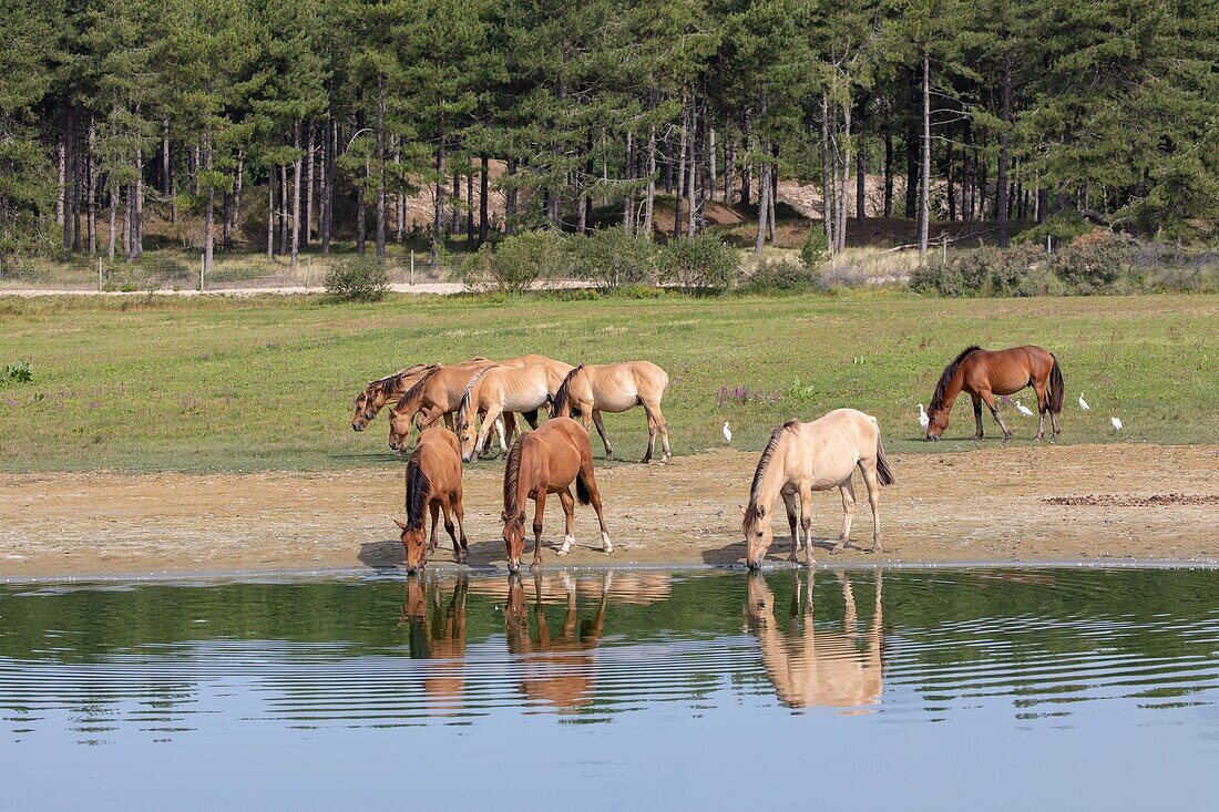 France, Somme, Baie de Somme, Saint Quentin en Tourmont, Natural Reserve of the Baie de Somme, Ornithological Park of Marquenterre, Henson horses\n