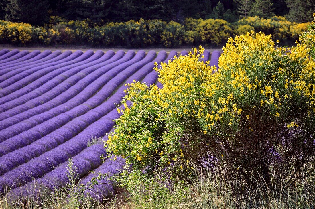 France, Vaucluse, Aurel, broom and lavender field in bloom\n