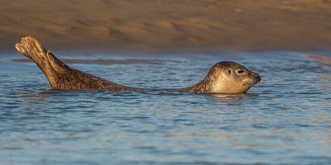 Frankreich, Pas de Calais, Opalküste, Berck sur Mer, Seehund (Phoca vitulina), Seehunde sind heute eine der wichtigsten Touristenattraktionen der Somme-Bucht und der Opalküste