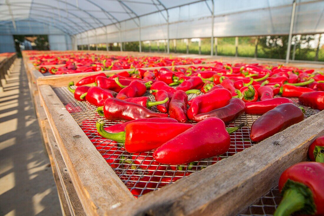 France, Pyrenees Atlantique, Basque Country, Ustaritz, exploitation of Espelette peppers\n