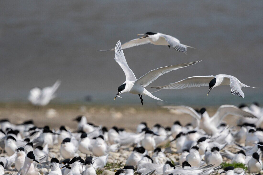 Frankreich, Somme, Baie de Somme, Cayeux sur Mer, der Hable d'Ault beherbergt während der Brutzeit regelmäßig eine Kolonie von Brandseeschwalben (Thalasseus sandvicensis )