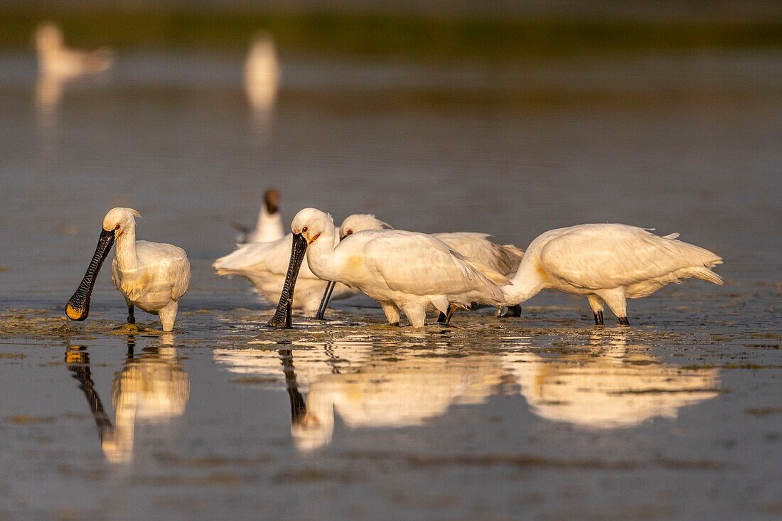 France, Somme, Somme Bay, Le Crotoy, Crotoy Marsh, gathering of Spoonbills (Platalea leucorodia Eurasian Spoonbill) who come to fish in a group in the pond\n