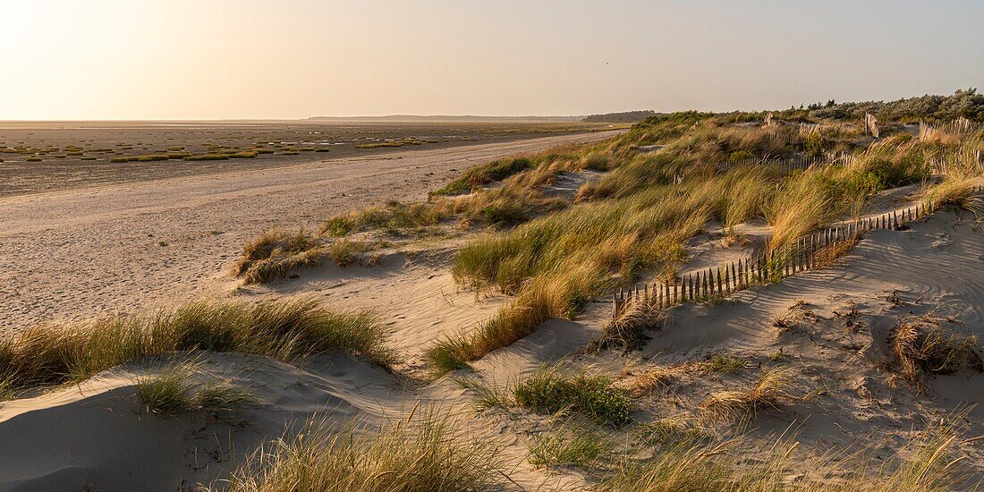 Frankreich, Somme, Baie de Somme, Le Crotoy, Dünen am Strand von Crotoy