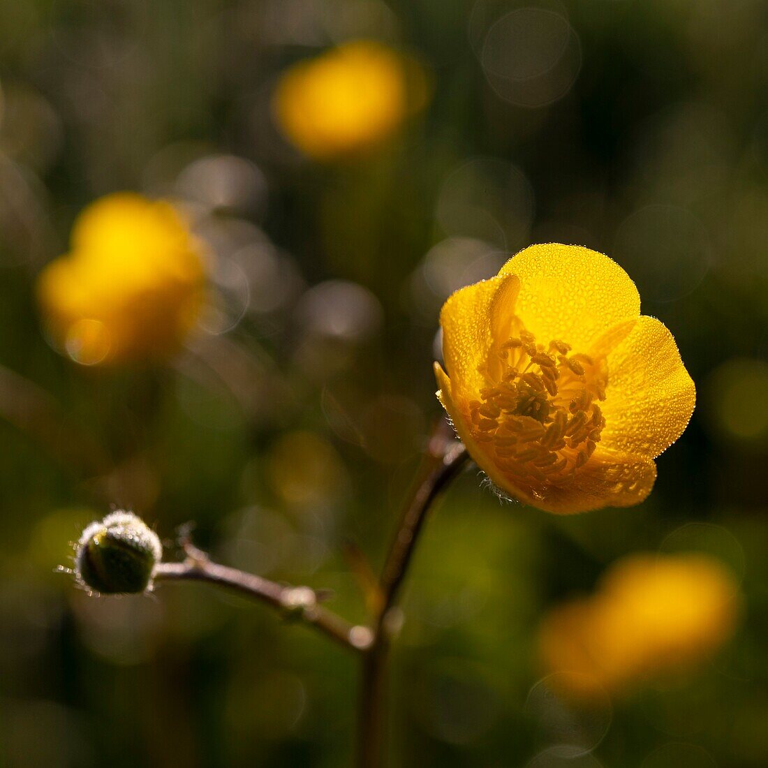 Frankreich, Ardennen, Carignan, Hahnenfuß (Ranunculus repens, Ranunculaceae) auf einer Weide im Frühling