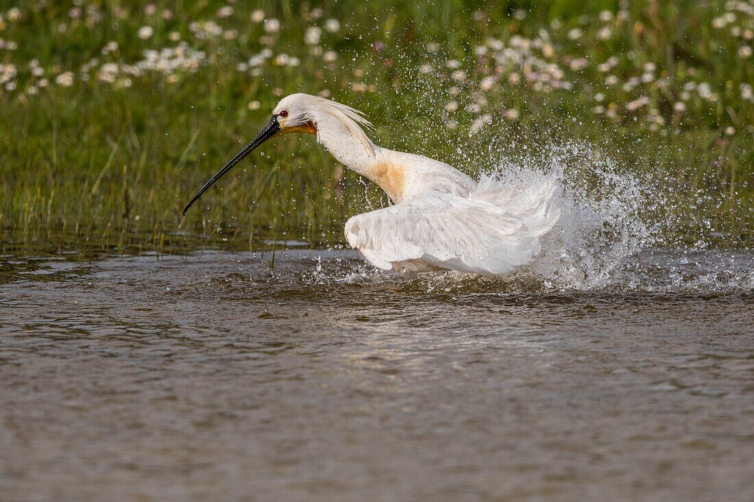 France, Somme, Somme Bay, Natural Reserve of the Somme Bay, Marquenterre Ornithological Park, Saint Quentin en Tourmont, White Spoonbill (Platalea leucorodia Eurasian Spoonbill) bath and toilet\n