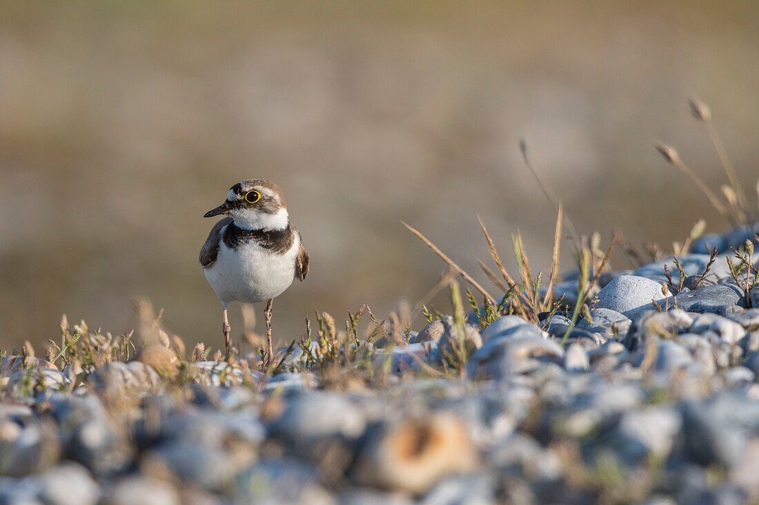 France, Somme, Baie de Somme, Cayeux sur Mer, Hable d'Ault, Little Ringed Plover (Charadrius dubius) in gravelly meadows and pebbles\n