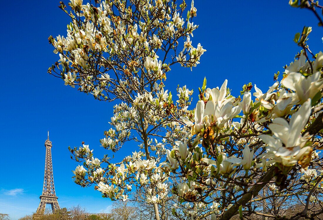 Frankreich, Paris, Weltkulturerbe der UNESCO, Champ de Mars und Eiffelturm im Frühling