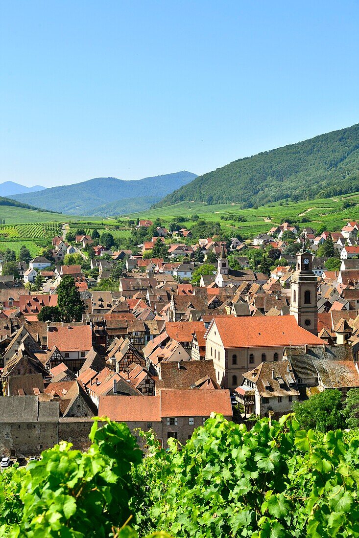 France, Haut Rhin, Alsace Wine Road, Riquewihr village, labelled Les Plus Beaux Villages de France (The Most Beautiful Villages of France) and the vineyard\n