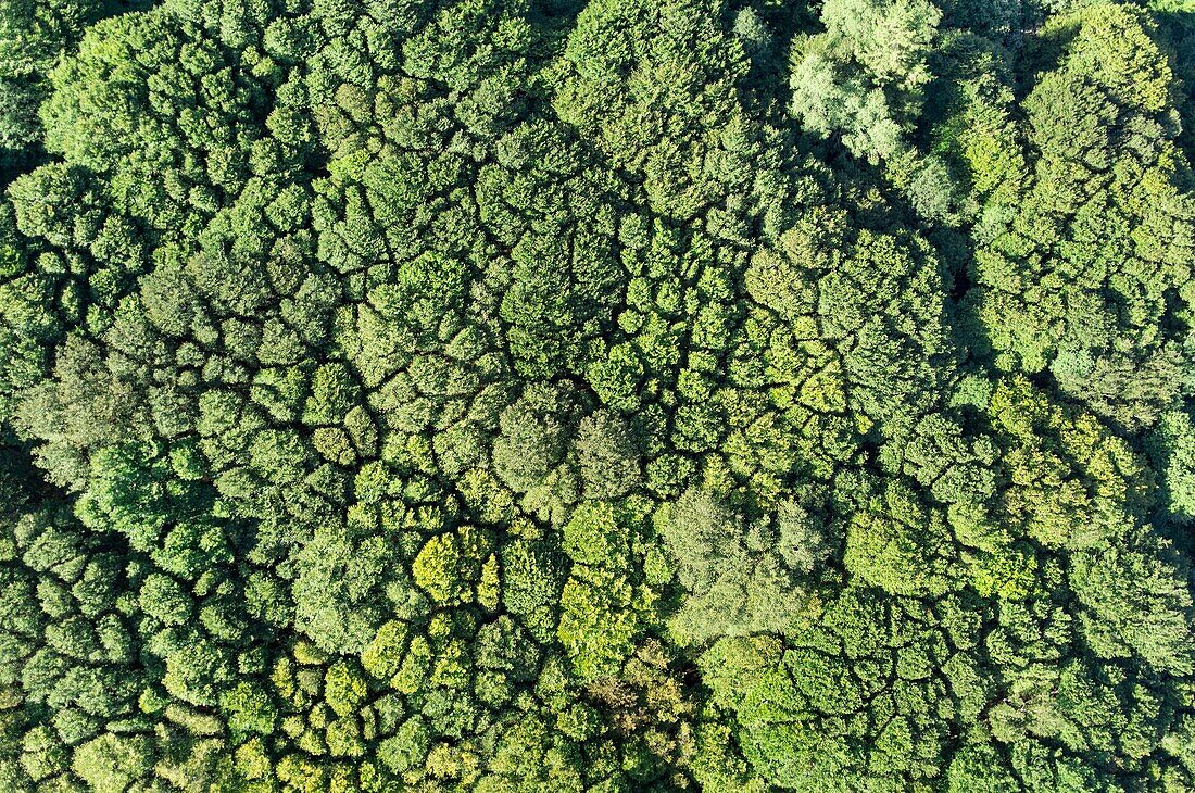 France, Puy de Dome, the Regional Natural Park of the Volcanoes of Auvergne, Chaine des Puys, Orcines, the summit of the Grand Sarcoui volcano, forest of Grand-Sarcoui, the Crown shyness, the canopy shyness, phenomenon of allelopathy (aerial view)\n