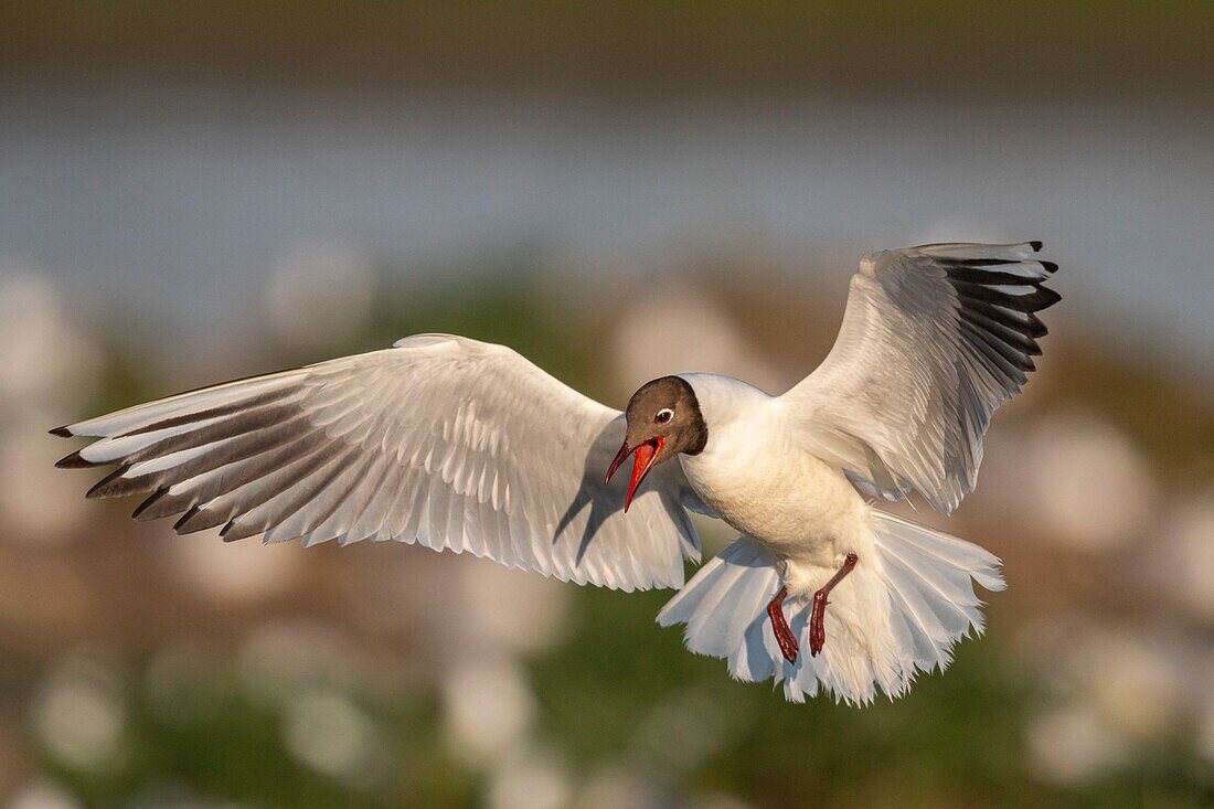 Frankreich, Somme, Somme-Bucht, Crotoy-Sumpf, Le Crotoy, jedes Jahr lässt sich eine Lachmöwenkolonie (Chroicocephalus ridibundus - Lachmöwe) auf den kleinen Inseln des Crotoy-Sumpfes nieder, um zu nisten und sich fortzupflanzen