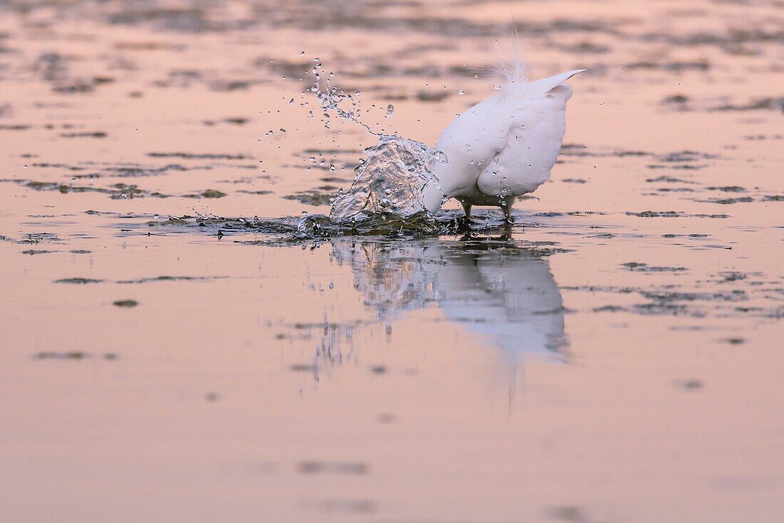 France, Somme, Somme Bay, Le Crotoy, Crotoy Marsh, Great Egret (Ardea alba) fishing in the pond\n