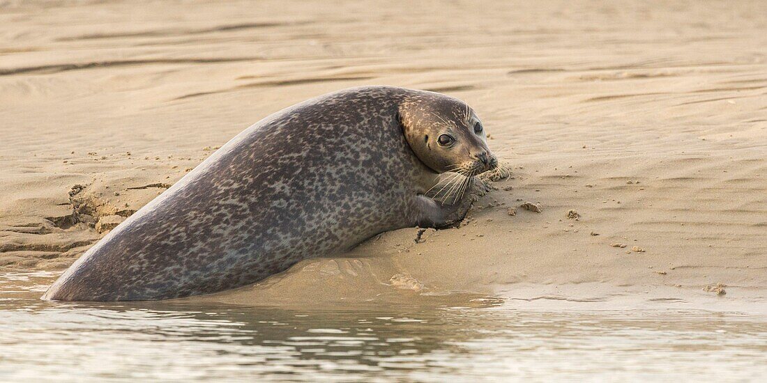 France, Pas de Calais, Opal Coast, Berck sur Mer, grey seal (Halichoerus grypus), seals are today one of the main tourist attractions of the Somme Bay and the Opal Coast\n