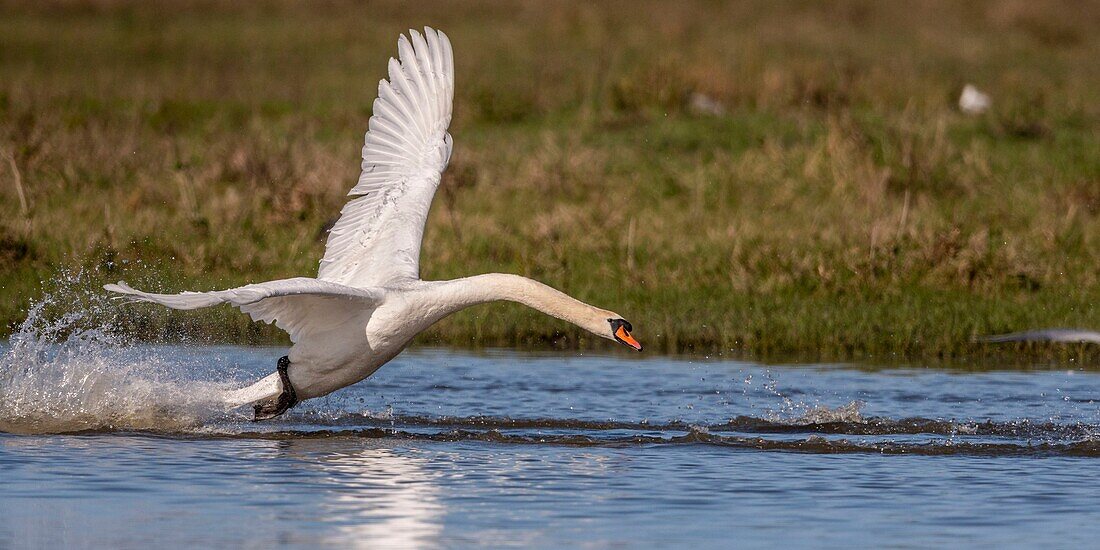 France, Somme, Baie de Somme, Le Crotoy, Mute Swan (Cygnus olor - Mute Swan) defending its territory while a group of young swans landed on the pond where he made his nest\n