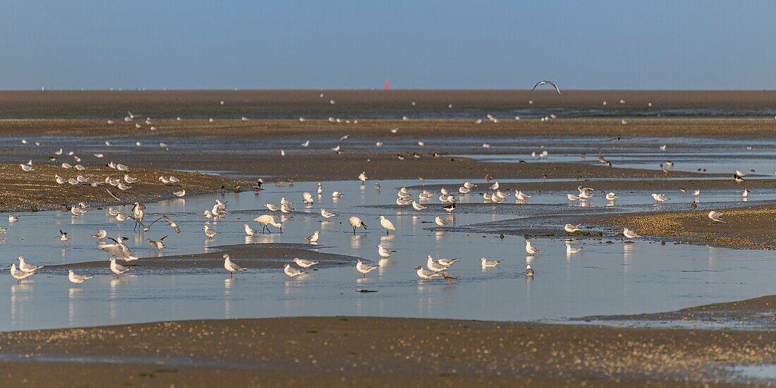 France, Somme, Somme Bay, Natural Reserve of the Somme Bay, Le Crotoy, concentration of seabirds and waders in the Somme Bay at low tide who eat the prey trapped in puddles\n