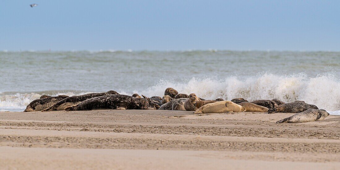 France, Somme, Somme Bay, Le Hourdel, The Hourdel seal colony on the sandbank while strong waves come to flood them\n